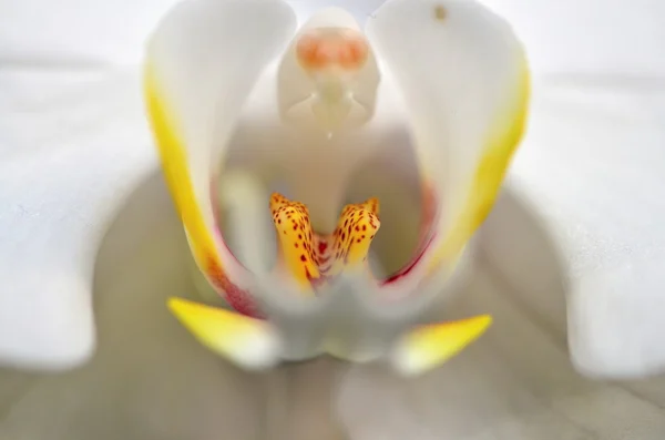 Orchidej — Stock fotografie