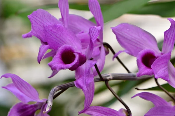 Orchidee — Stockfoto