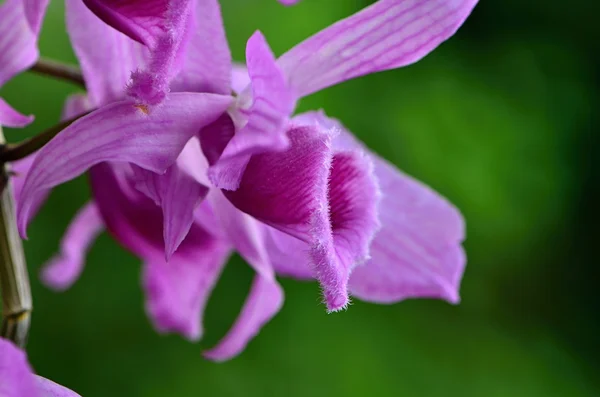 Orchidej — Stock fotografie