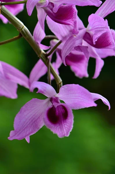 Orchidée — Photo