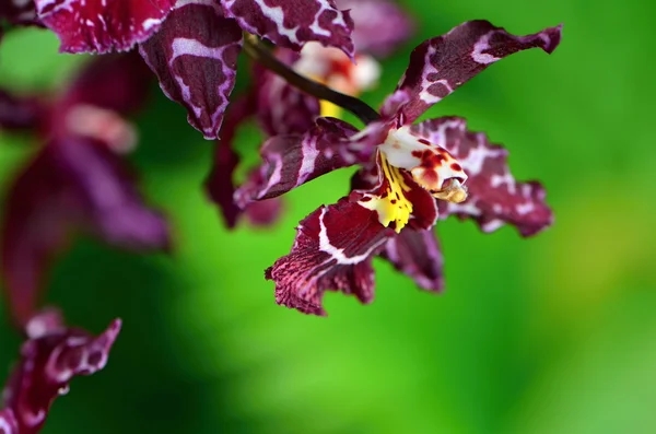 Orchid — Stock Photo, Image