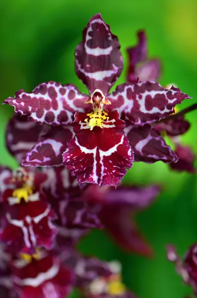 Orchidej — Stock fotografie