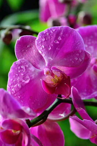 Orchidej — Stock fotografie