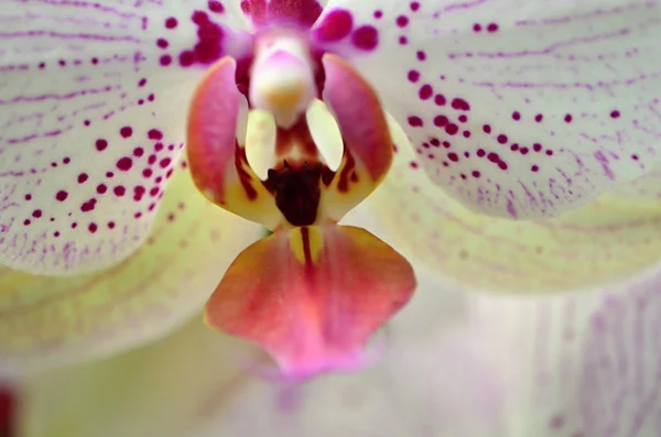 Orquídea — Fotografia de Stock