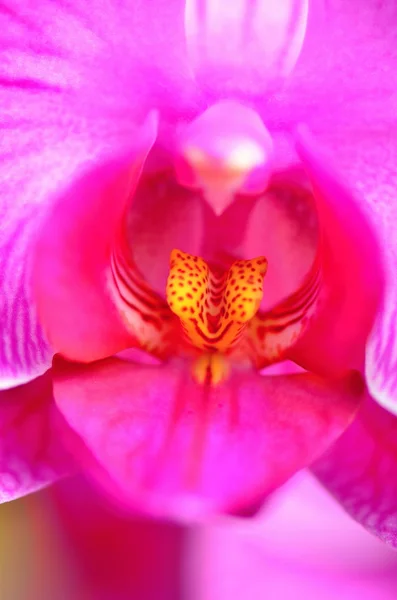 Orchidée — Photo