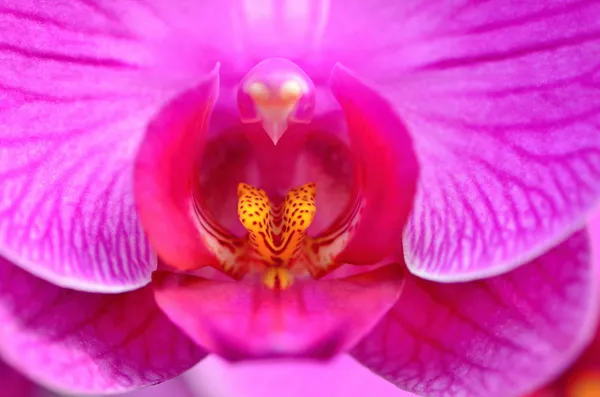 Orchidée — Photo