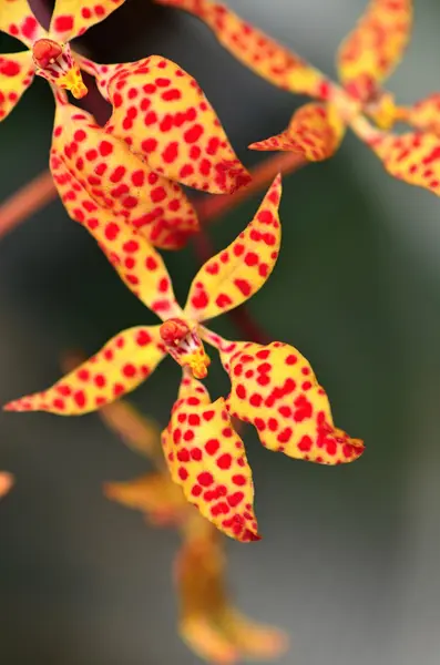 Orquídea — Foto de Stock