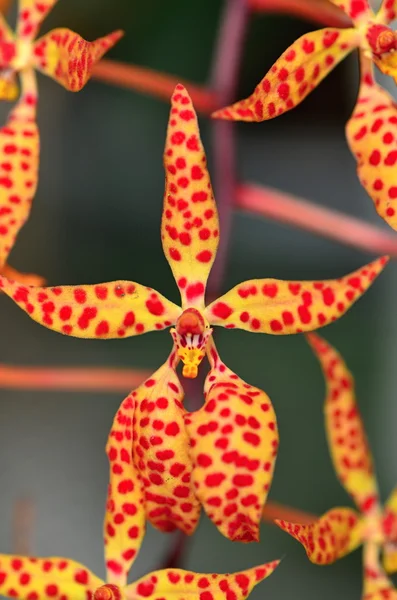 Orchidee — Stockfoto