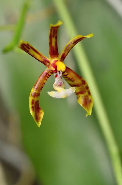 Orchidee — Stockfoto