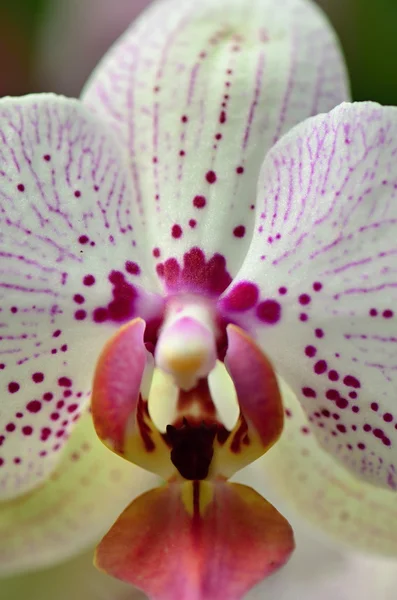 Orchidee — Stockfoto