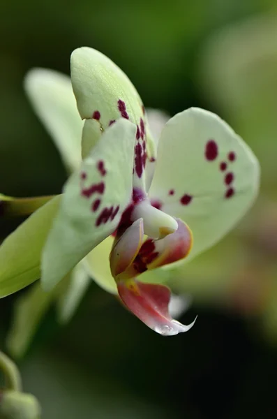 Orchidee — Stockfoto