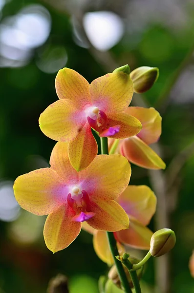 Orchidée — Photo