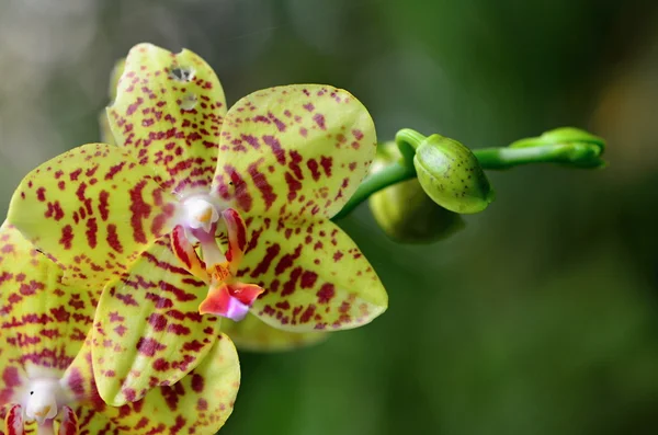 Orchidea — Foto Stock