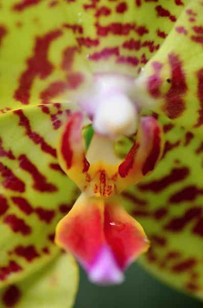 Orchidea — Foto Stock