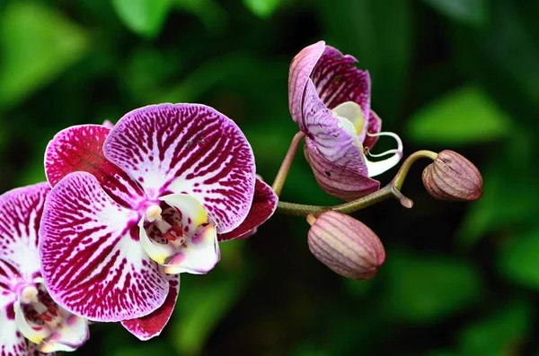 Orchidea — Foto Stock