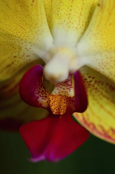 Orchideen — Stockfoto