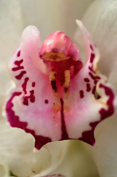 Orchide — Foto Stock