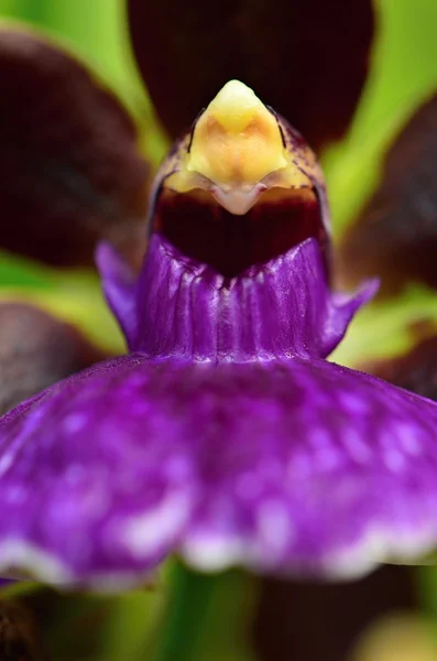 Orchidee — Stockfoto