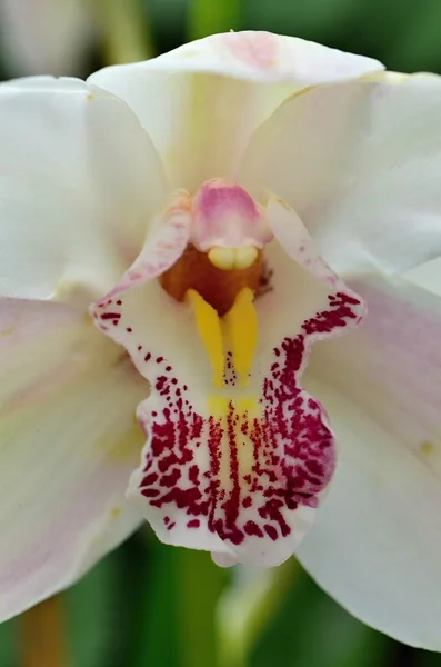 Orchidée — Photo