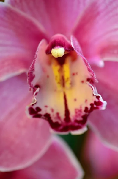 Orchidee — Stockfoto