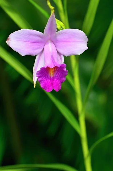 Orkidé — Stockfoto