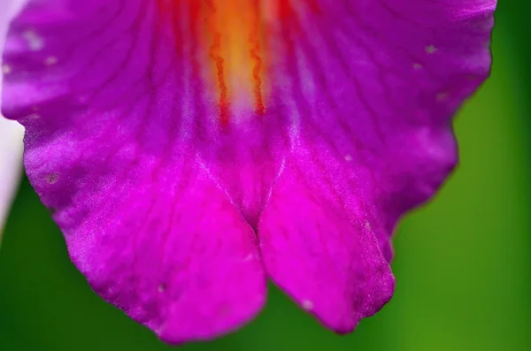 Orquídea — Foto de Stock