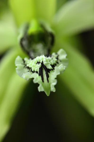 Orquídea — Fotografia de Stock