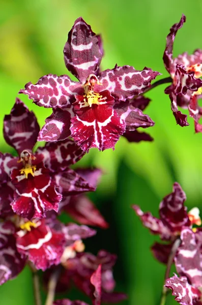 Orchidee — Stockfoto