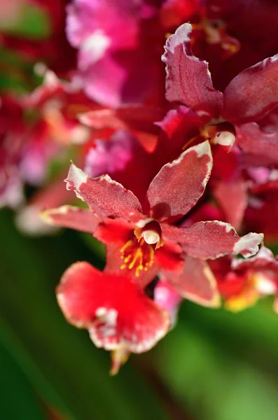 Orchidee — Stockfoto