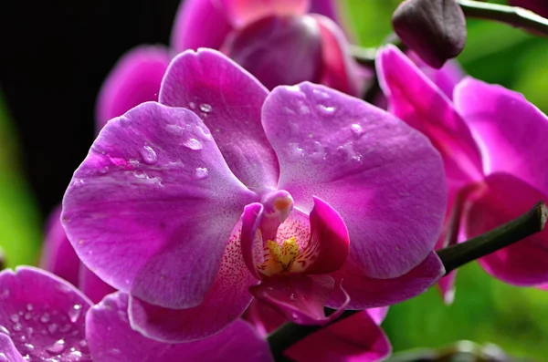 Orchidej — Stock fotografie