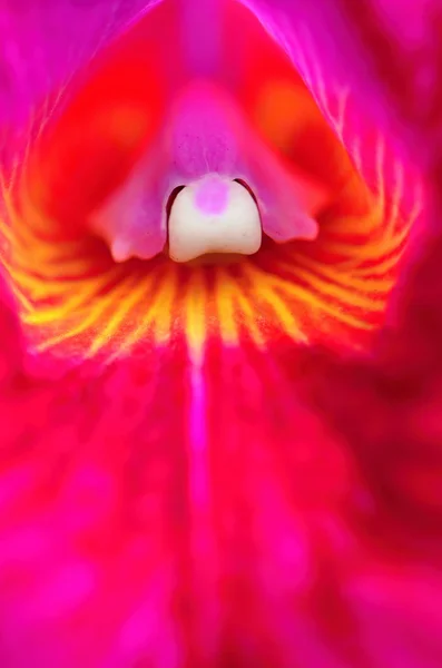 Orquídea — Fotografia de Stock