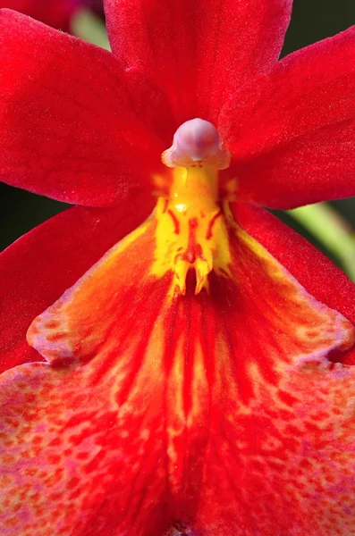 Orchideen — Stockfoto