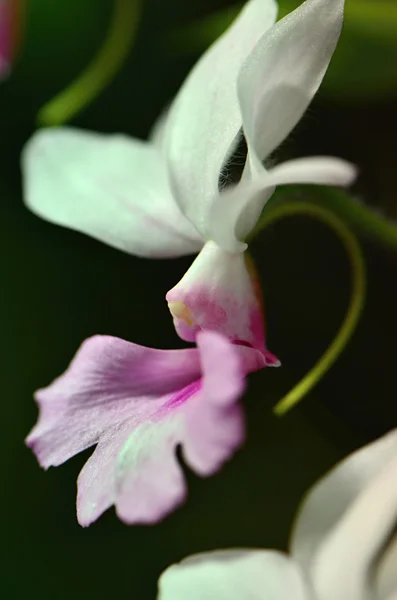 Orchis — Stockfoto