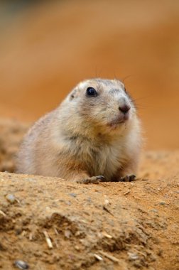 Siyah kuyruklu çayır köpeği.