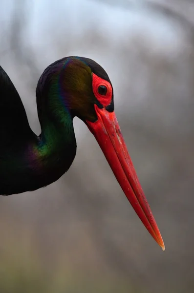 Black Stork — Stock Photo, Image