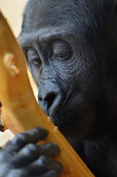 Gorilla — Stock Photo, Image