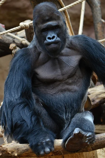 Goril — Stok fotoğraf