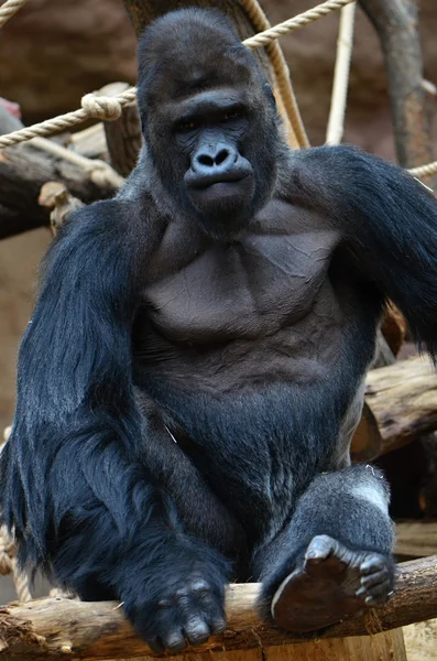 Gorilla — Stockfoto