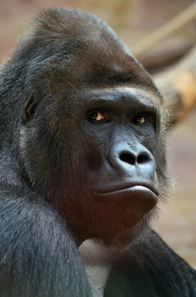 Gorilla — Stockfoto