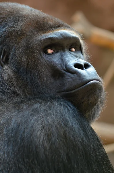 Gorilla — Stock Photo, Image