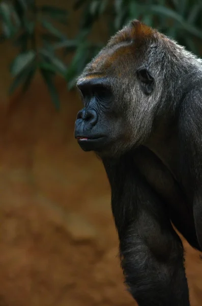 Gorilla — Stock Photo, Image