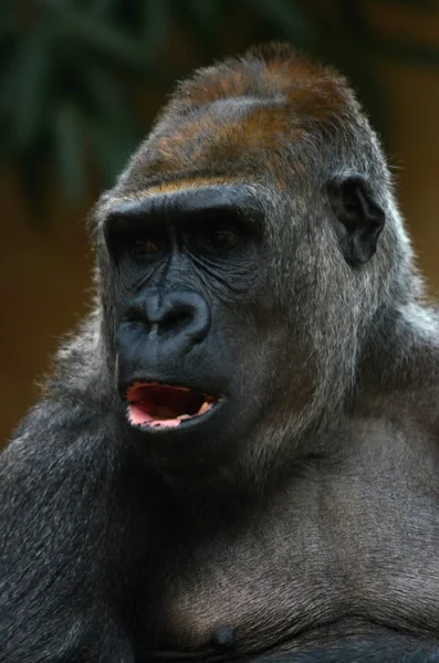 Gorilla — Stockfoto