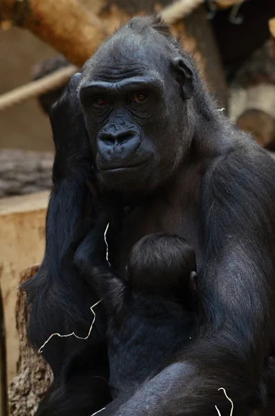 Gorilla — Stock Photo, Image