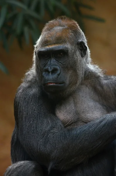 Gorilla — Stockfoto