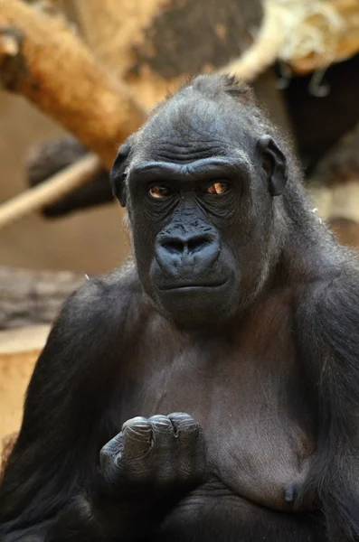 Gorila — Foto de Stock