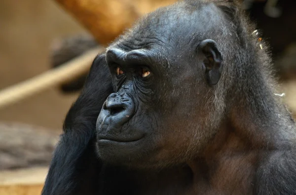 Gorilla — Stock Photo, Image