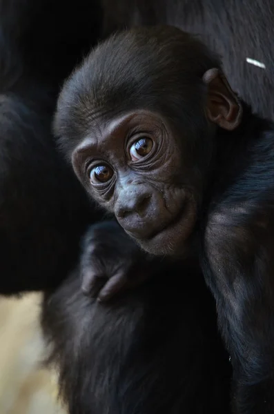 Gorilla — Stock Photo, Image