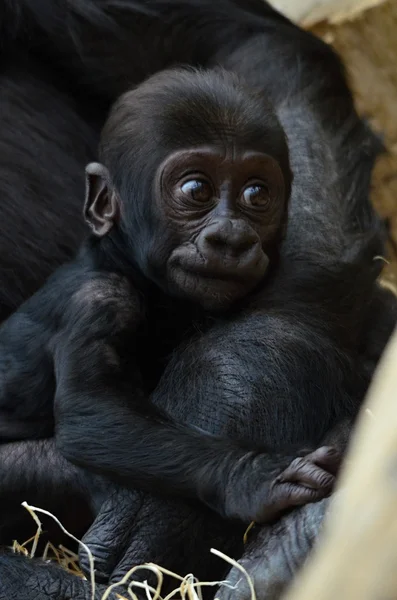 Gorilla — Stock Photo, Image