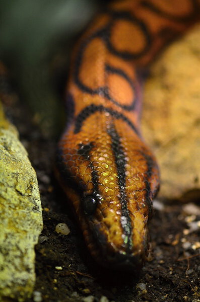 Эпикраты ценят
