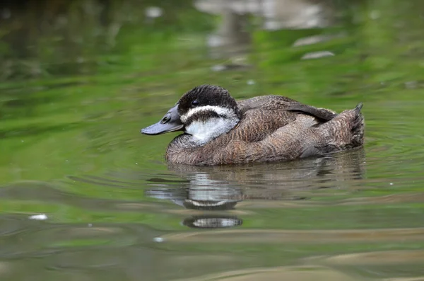 Ankare — Stockfoto